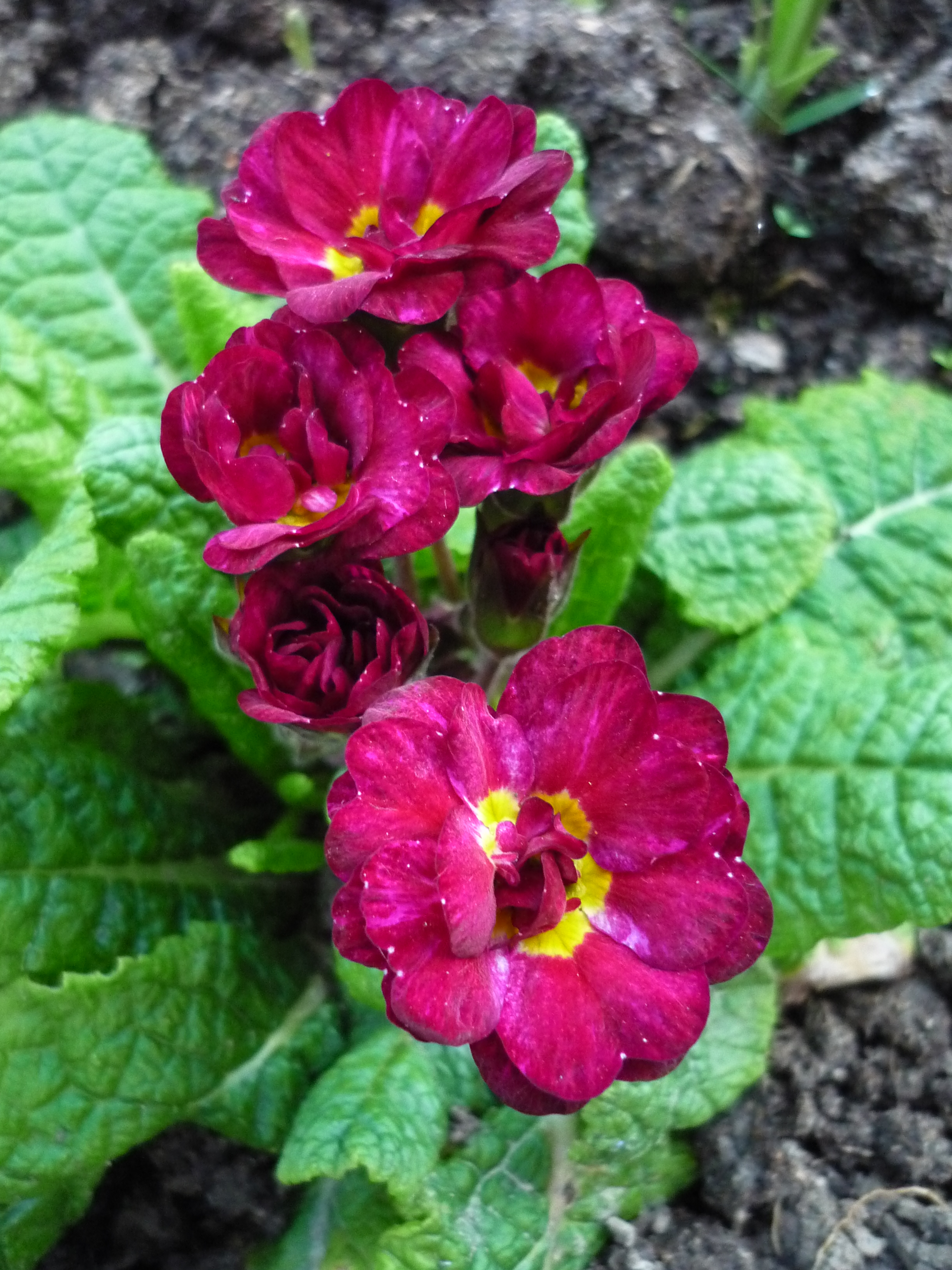 Primula vulgaris 'Corporal Baxter'